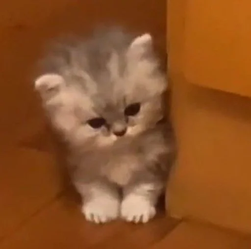 💍 Стикер «my kittes» для Telegram