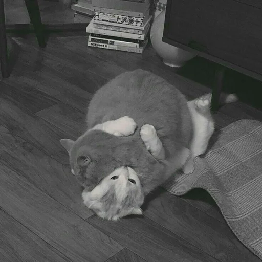 🍬 Стикер «my kittes» для Telegram