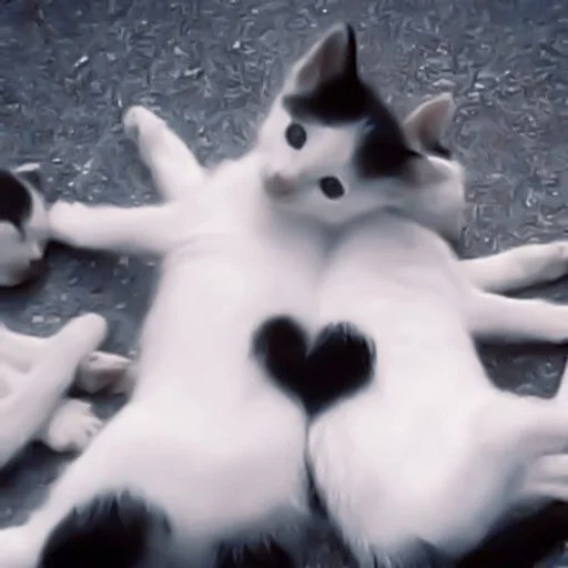 🖤 Стикер «my kittes» для Telegram