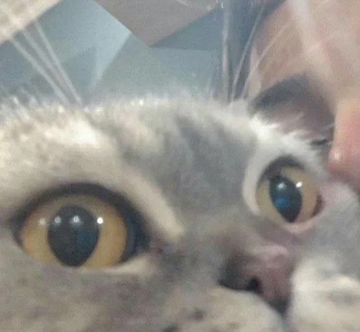 😵 Стикер «my kittes» для Telegram