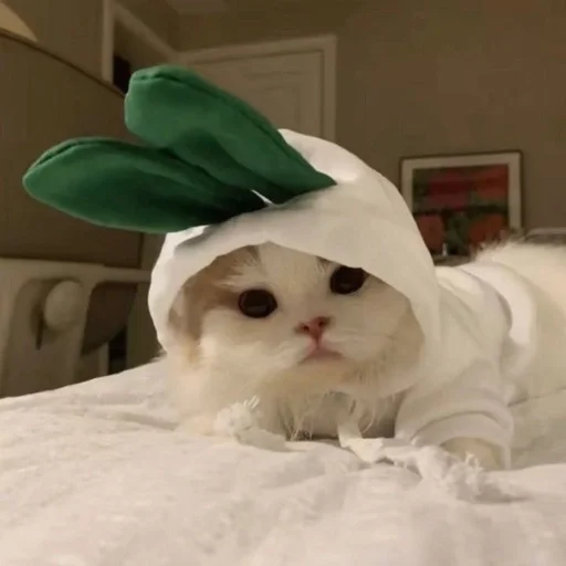 🐰 Стикер «my kittes» для Telegram