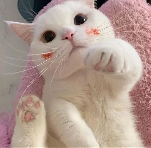 💋 Стикер «my kittes» для Telegram