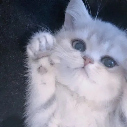 🤭 Стикер «my kittes» для Telegram