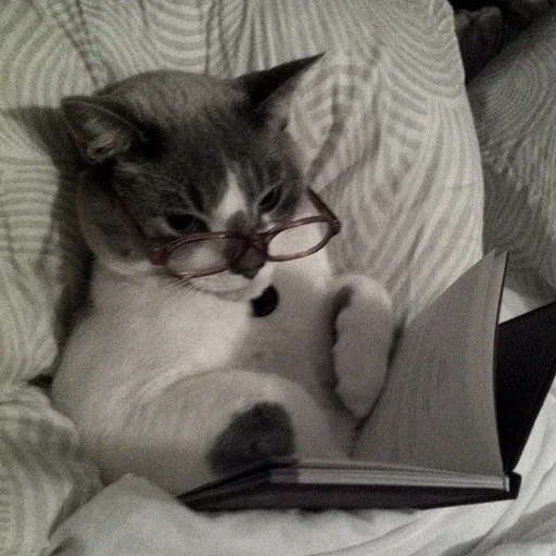 🤓 Стикер «my kittes» для Telegram