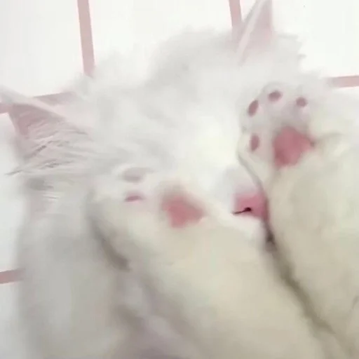 🫣 Стикер «my kittes» для Telegram