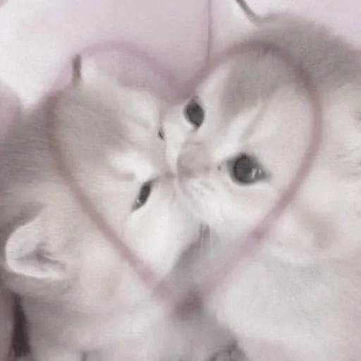 ⭐️ Стикер «my kittes» для Telegram