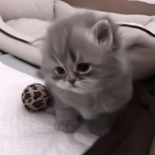 😢 Стикер «my kittes» для Telegram
