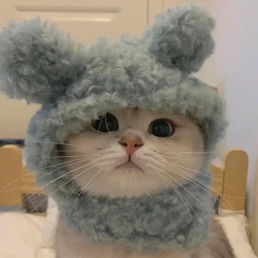 🐻 Стикер «my kittes» для Telegram