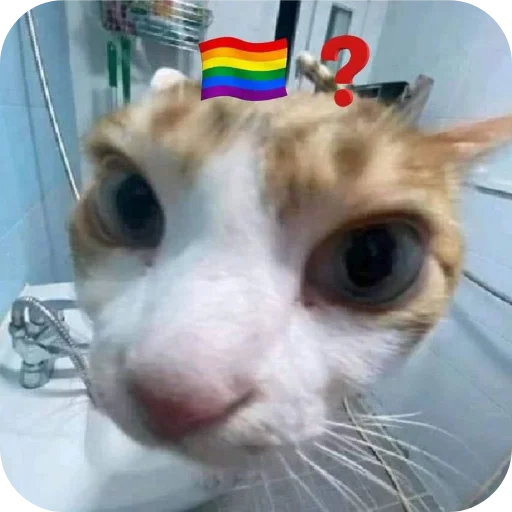 🐱 Стикер «My Mood» для Telegram