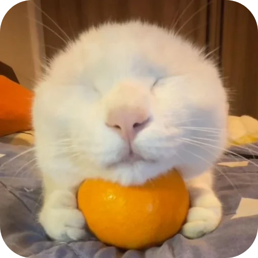 🐱 Стикер «My Mood» для Telegram