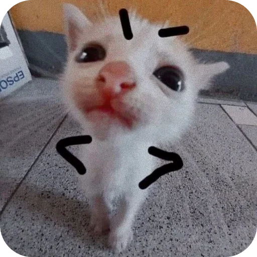 🐱 Стикер «My Mood» для Telegram