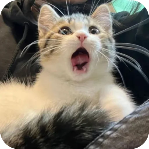 🐱 Стикер «My Mood» для Telegram