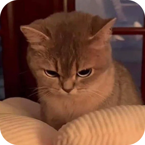 🐱 Стикер «My Mood» для Telegram