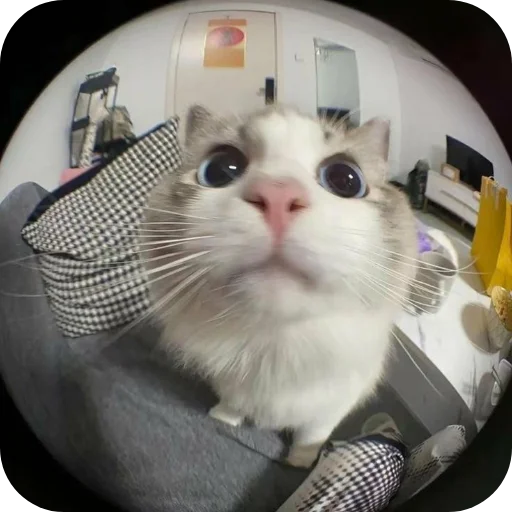 🐱 Стикер «My Mood» для Telegram