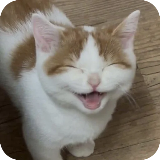 🐱 Стикер «My Mood» для Telegram