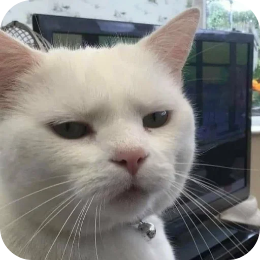 🐱 Стикер «My Mood» для Telegram