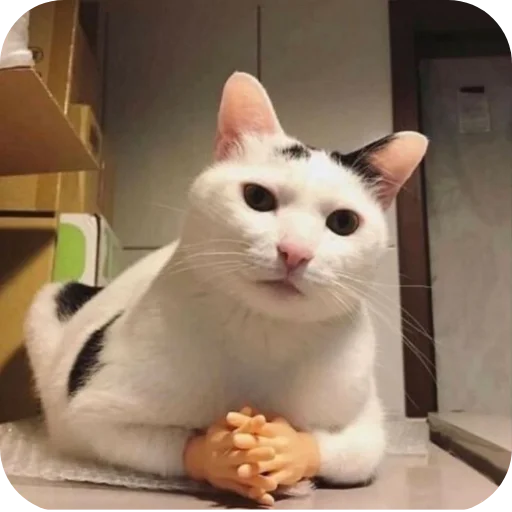 🐱 Стикер «My Mood» для Telegram