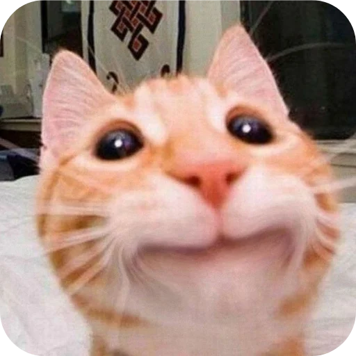 🐱 Стикер «My Mood» для Telegram