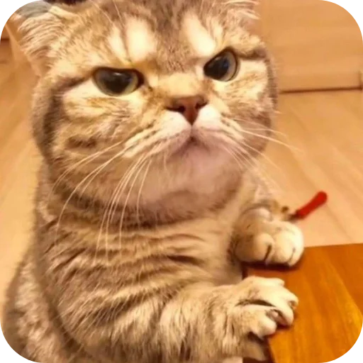 🐱 Стикер «My Mood» для Telegram