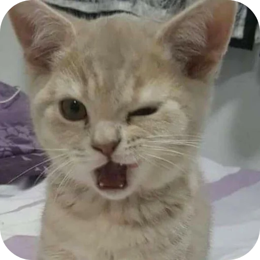 🐱 Стикер «My Mood» для Telegram