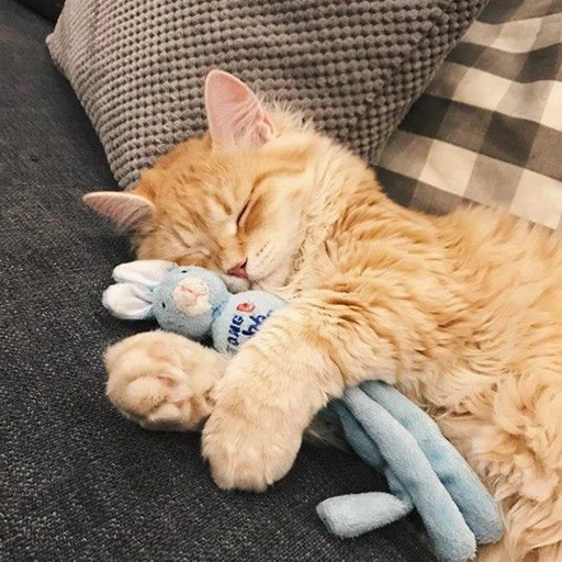 💤 Стикер «Мурлыки» для Telegram