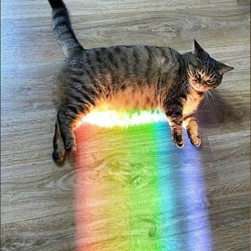🌈 Стикер «Мурлыки» для Telegram