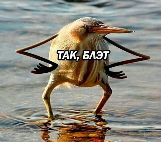 😠 Стикер «Мои скиторы» для Telegram