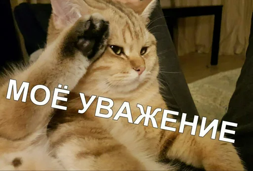 🐱 Стикер «Мои скиторы» для Telegram