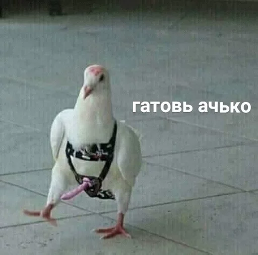 😑 Стикер «Мои скиторы» для Telegram