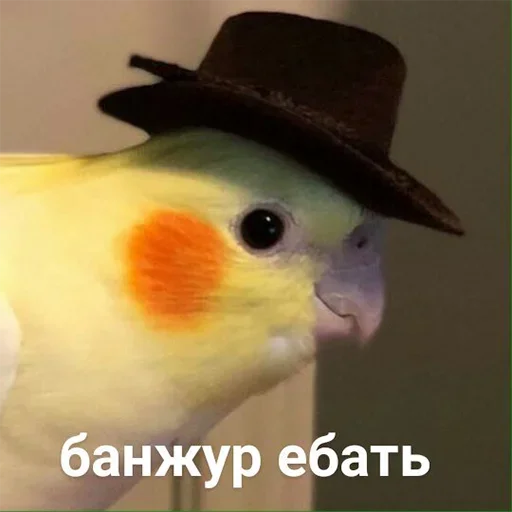 🙂 Стикер «Мои скиторы» для Telegram