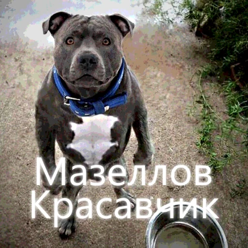 👍 Стикер «Просроченная кириешка» для Telegram