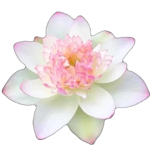 🌸 Стикер «Mixed» для Telegram