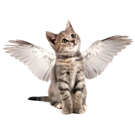 🥺 Стикер «Mixed» для Telegram