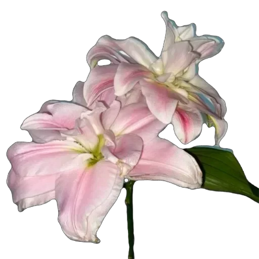 🌺 Стикер «Mixed» для Telegram