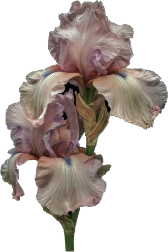 💐 Стикер «Mixed» для Telegram