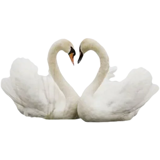 🦢 Стикер «Mixed» для Telegram