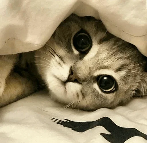 😚 Стикер «Impudent» для Telegram