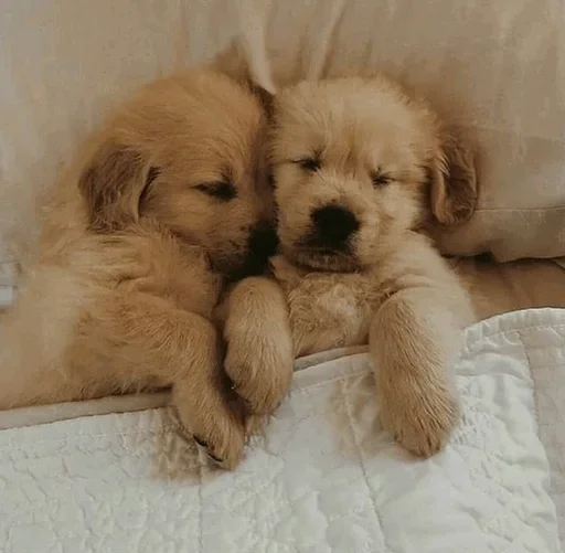 😋 Стикер «Impudent» для Telegram