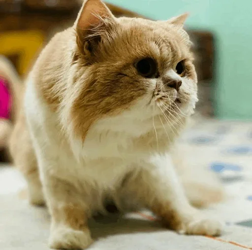 ☺️ Стикер «Impudent» для Telegram