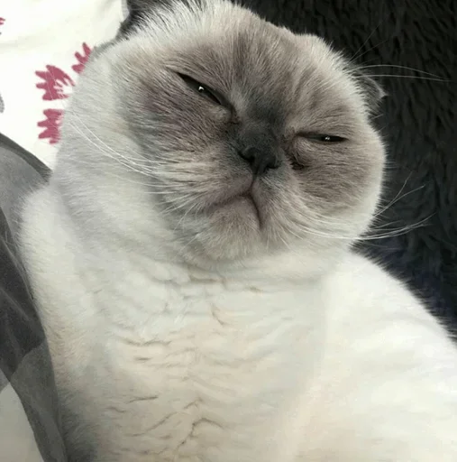 😉 Стикер «Impudent» для Telegram