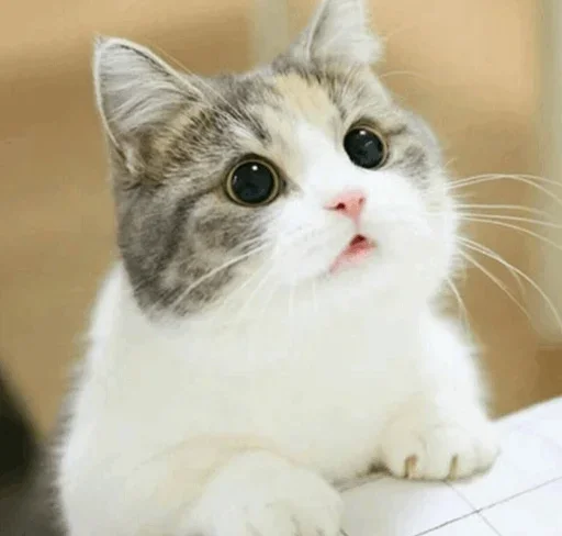 🤪 Стикер «Impudent» для Telegram