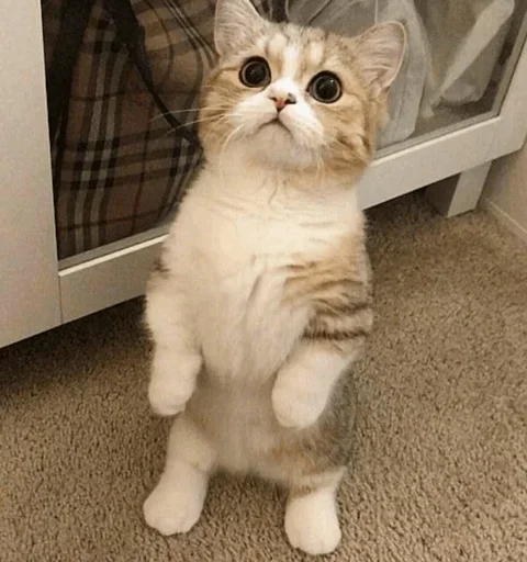 🤪 Стикер «Impudent» для Telegram