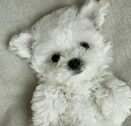 😗 Стикер «Impudent» для Telegram