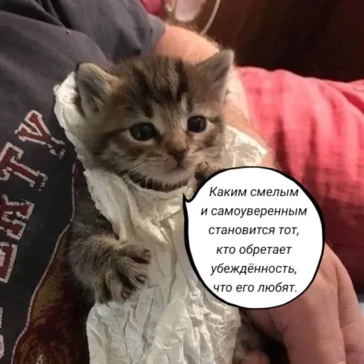 🧠 Стикер «Голые бляди.» для Telegram