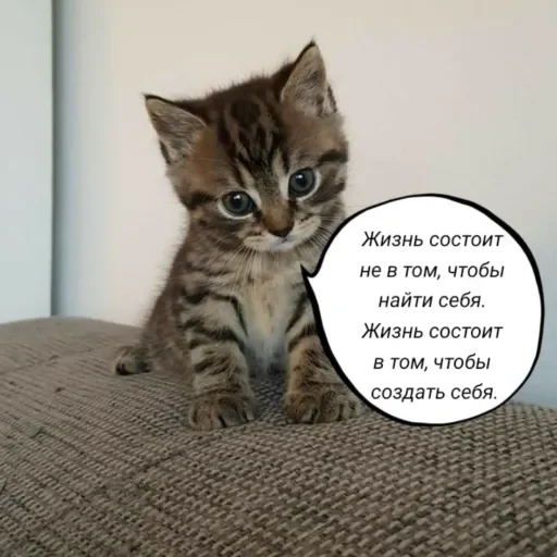 🧠 Стикер «Голые бляди.» для Telegram