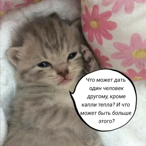 🧠 Стикер «Голые бляди.» для Telegram