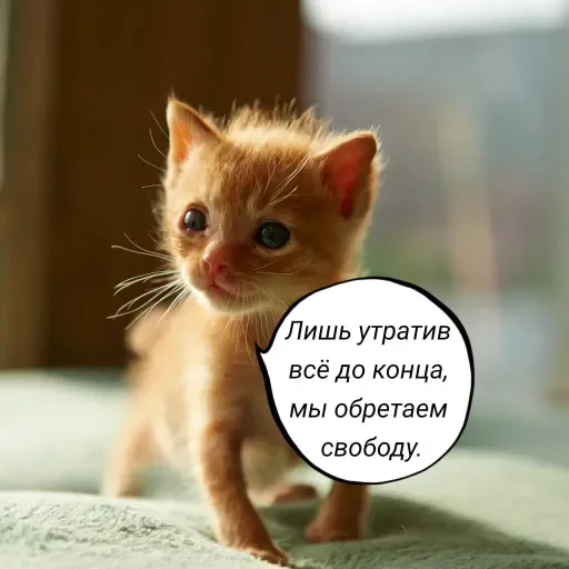 👊 Стикер «Голые бляди.» для Telegram