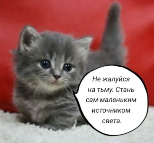 🧠 Стикер «Голые бляди.» для Telegram