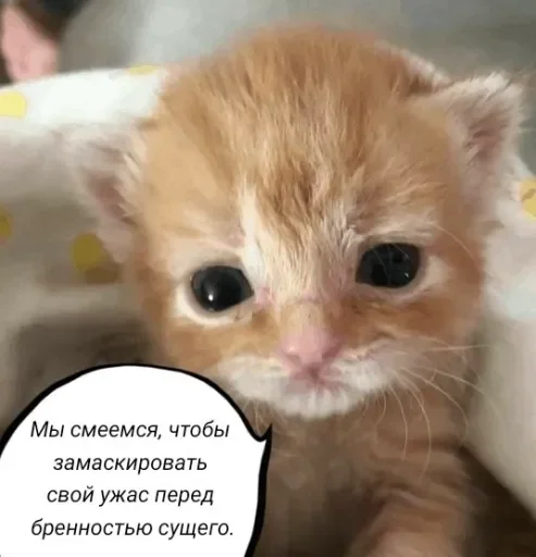 🧠 Стикер «Голые бляди.» для Telegram