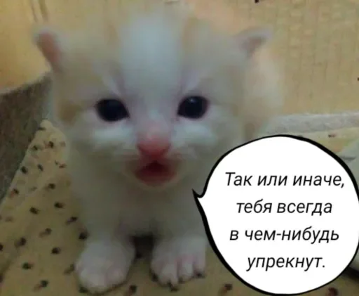 🧠 Стикер «Голые бляди.» для Telegram